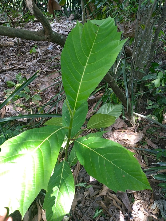 seedling