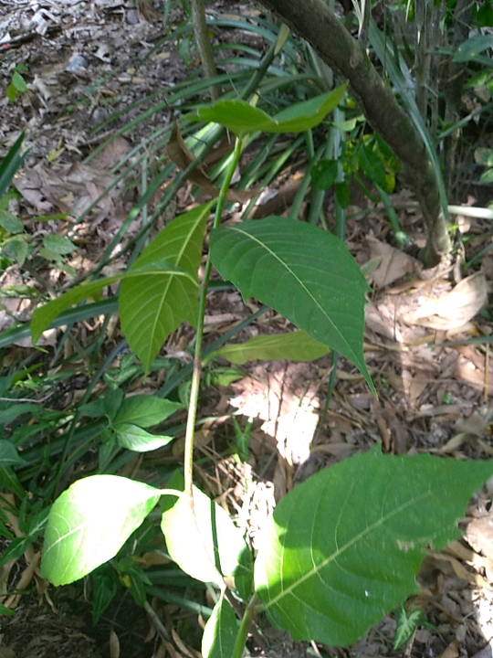 seedling