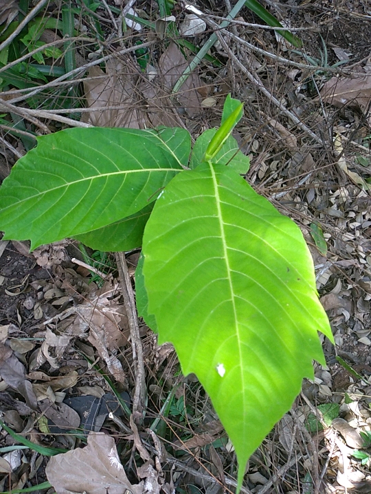 seedling