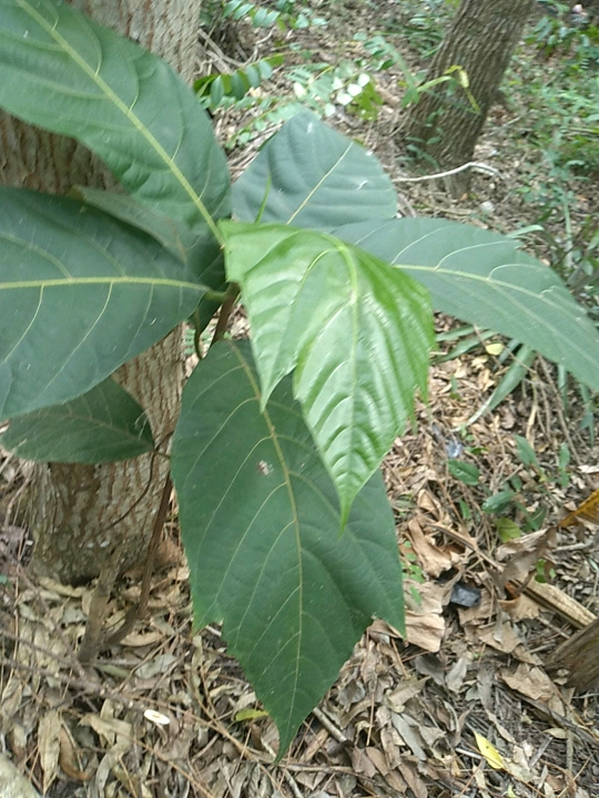 seedling