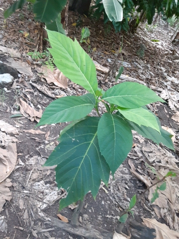 seedling