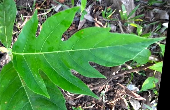 seedling