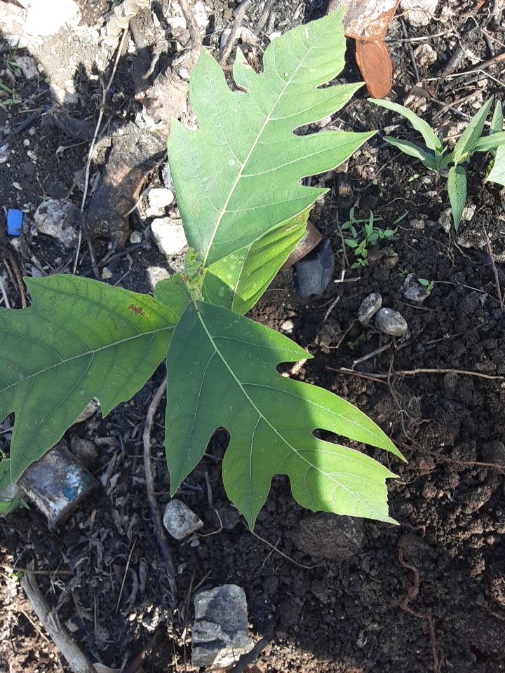 seedling