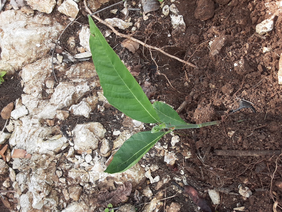 seedling