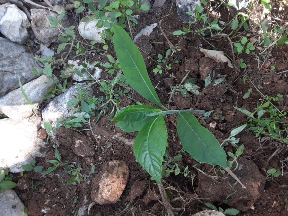 seedling