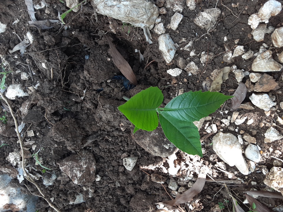seedling