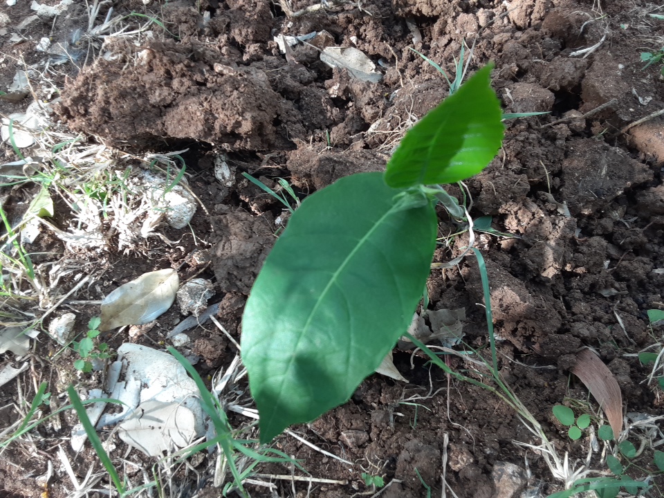 seedling