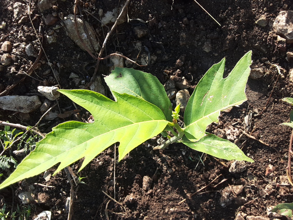 seedling