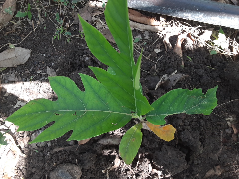seedling