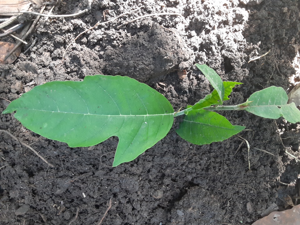 seedling