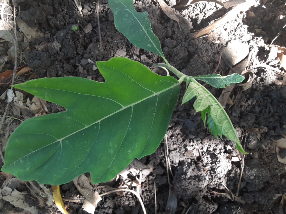 seedling