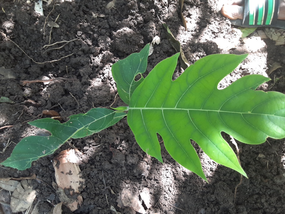 seedling