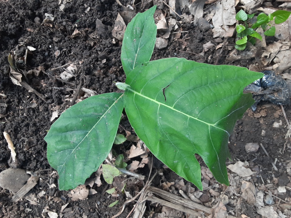 seedling