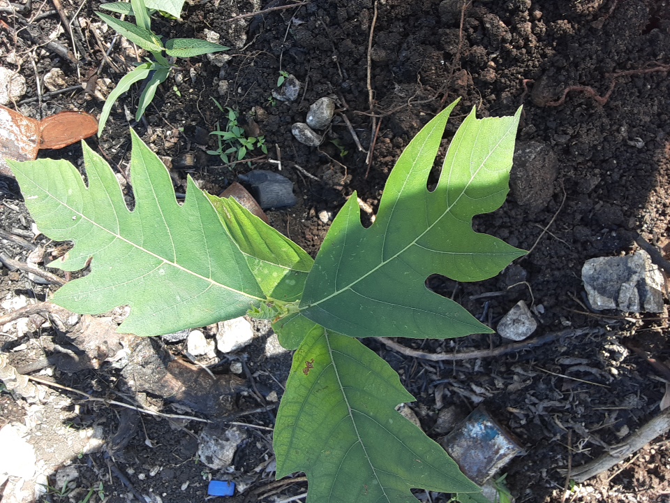 seedling