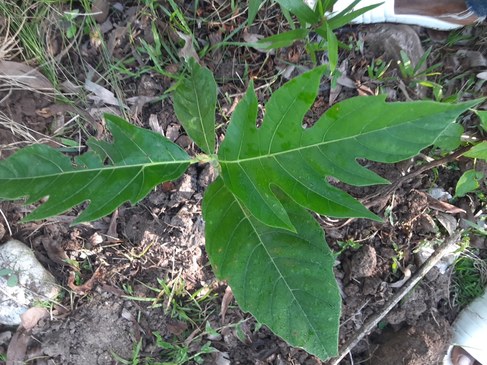 seedling