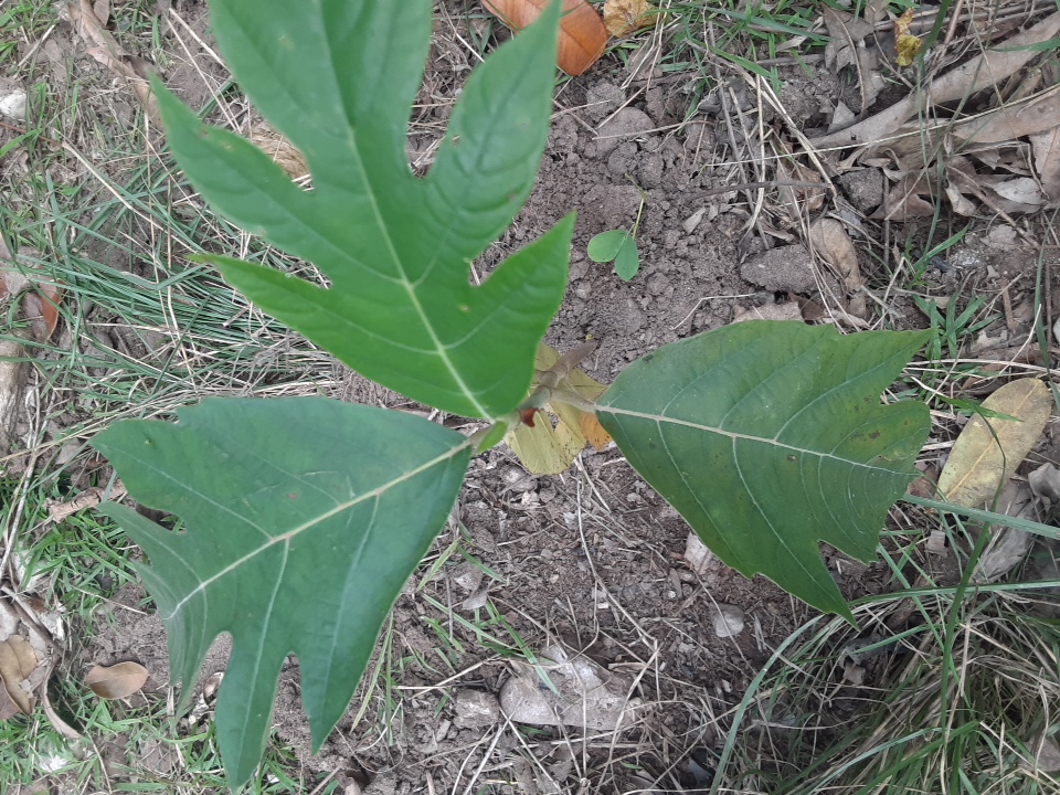 seedling