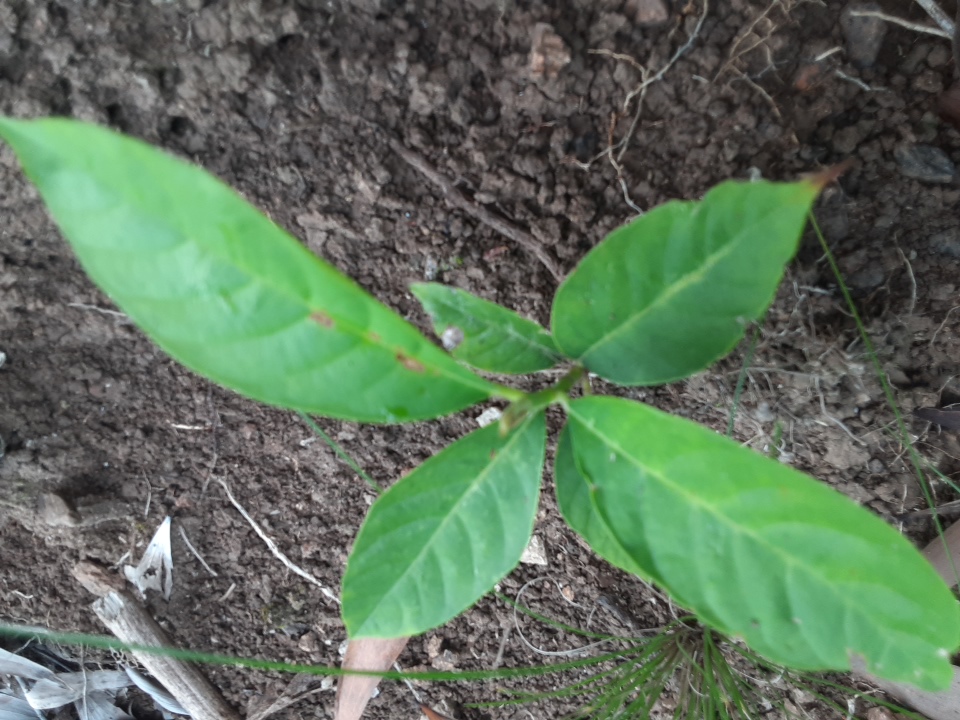seedling
