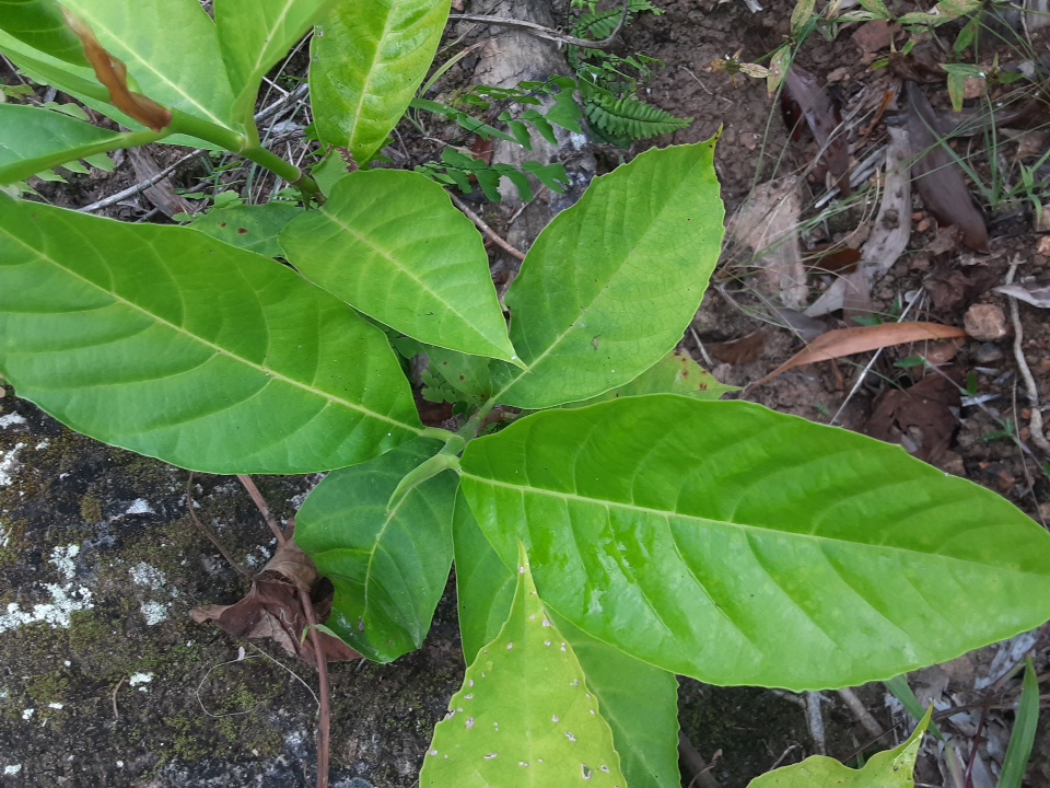 seedling