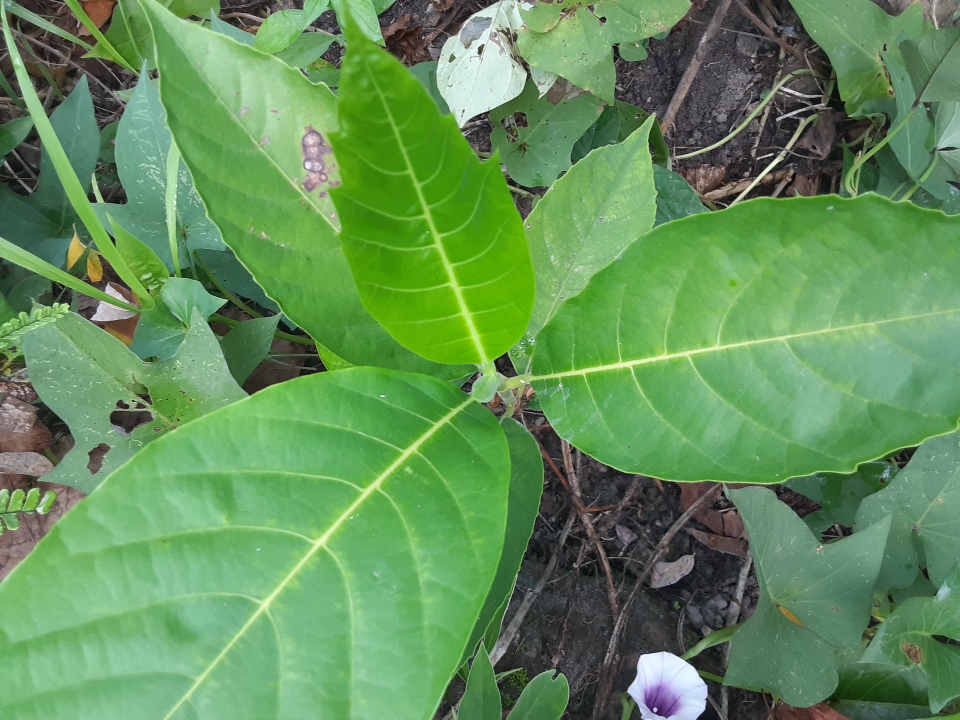 seedling