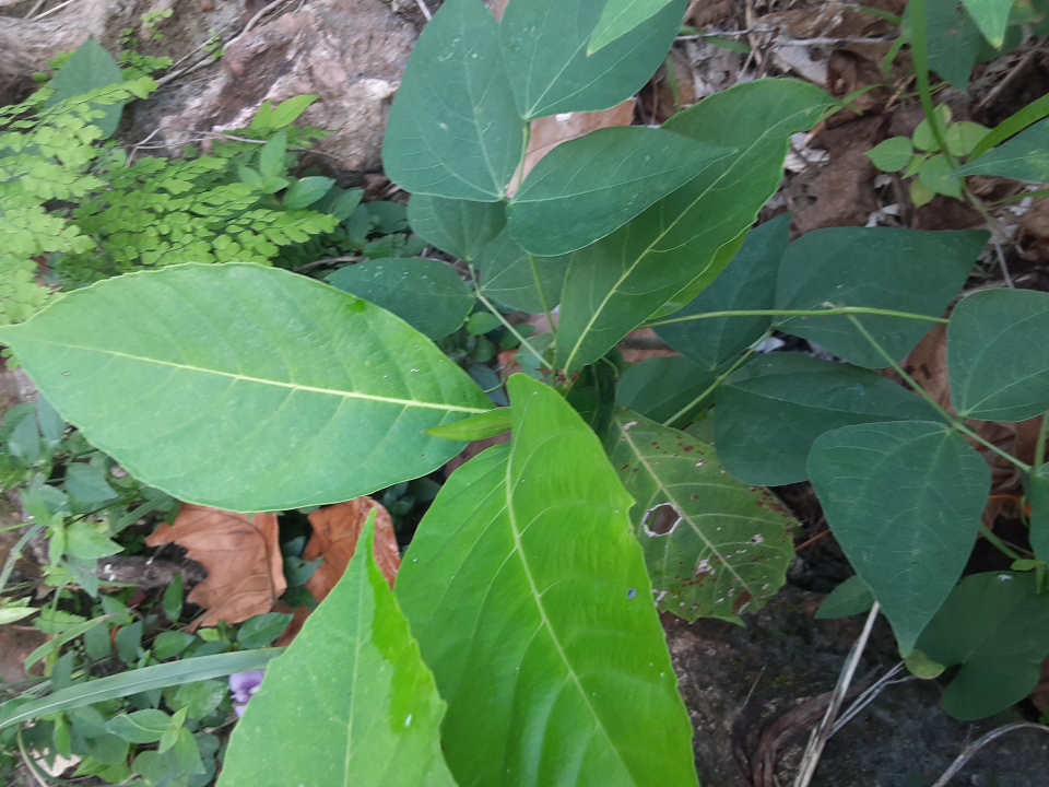 seedling