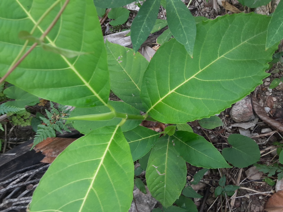 seedling