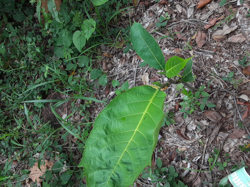 seedling