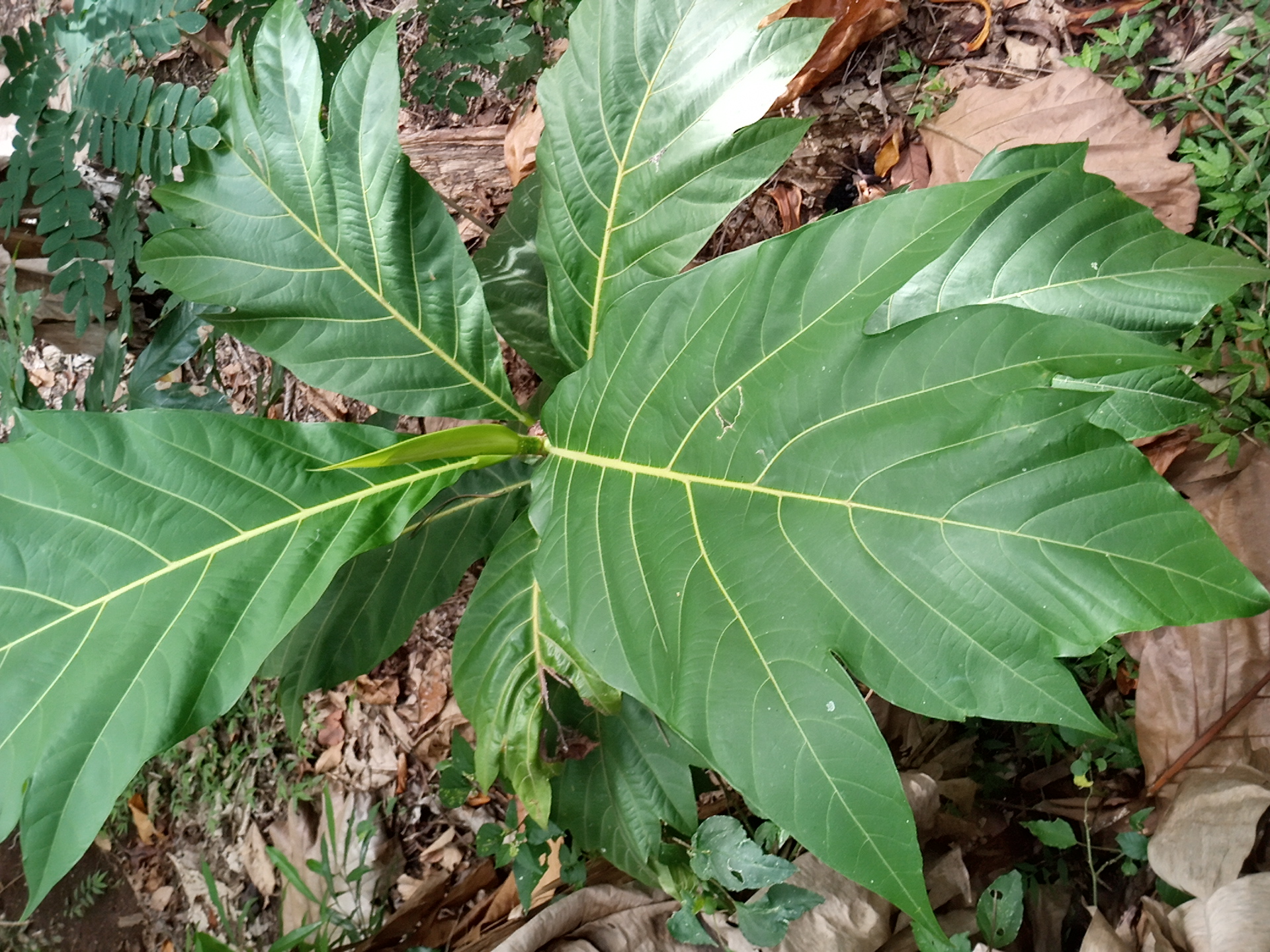 seedling