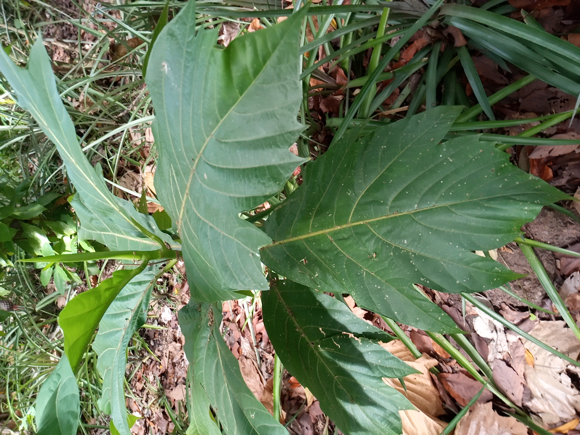 seedling
