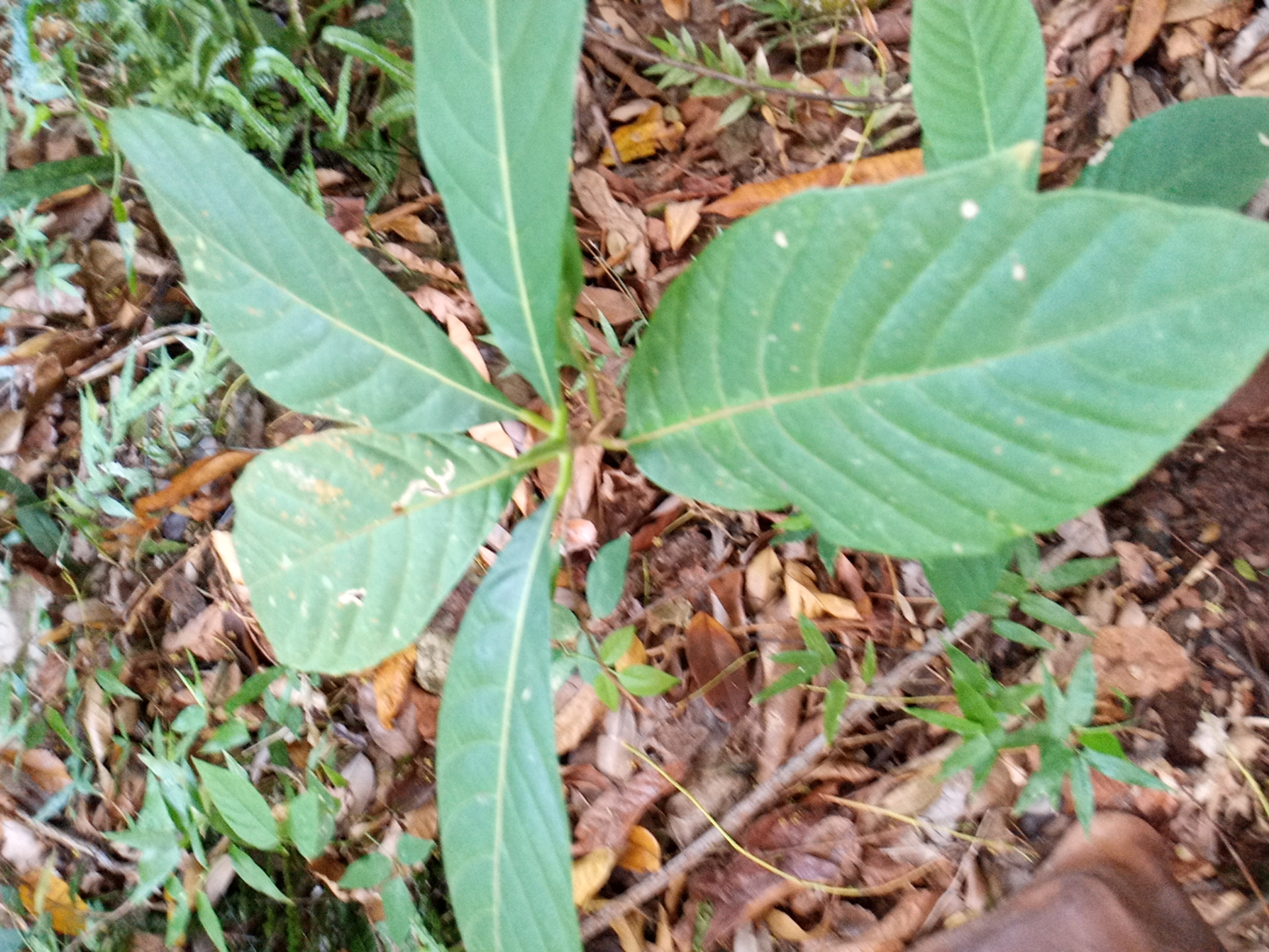 seedling