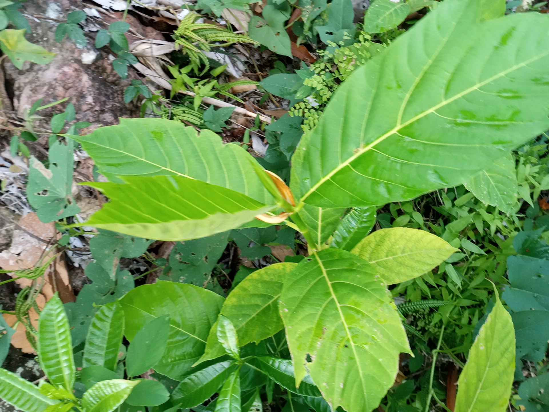 seedling