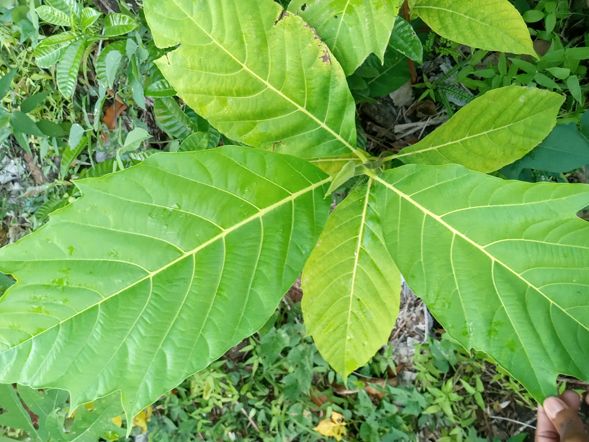 seedling
