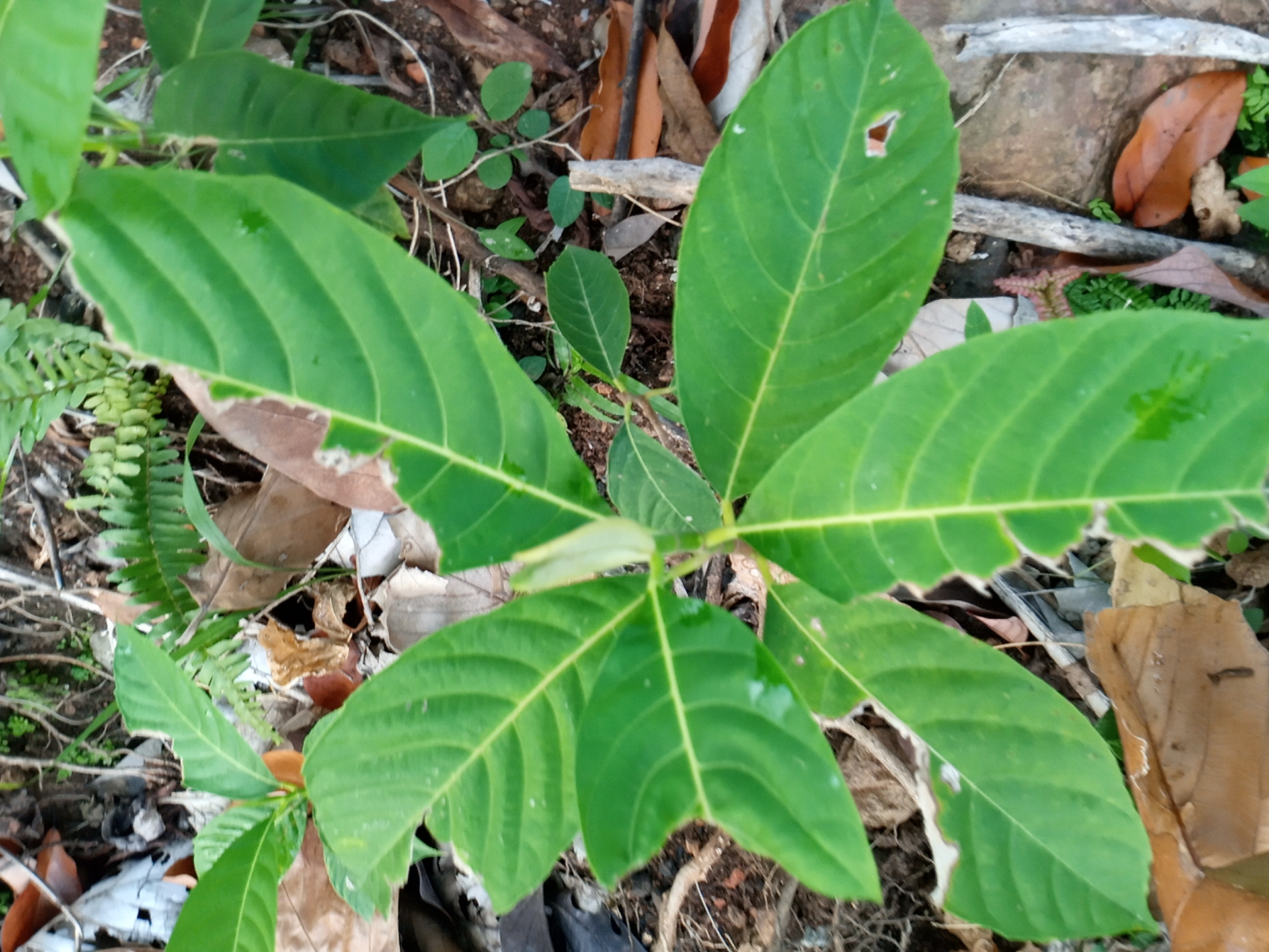 seedling