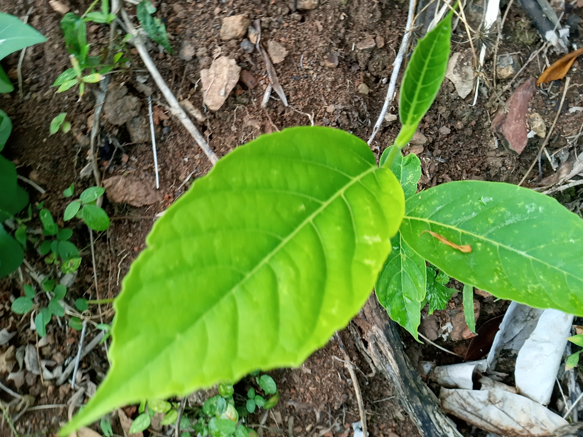 seedling