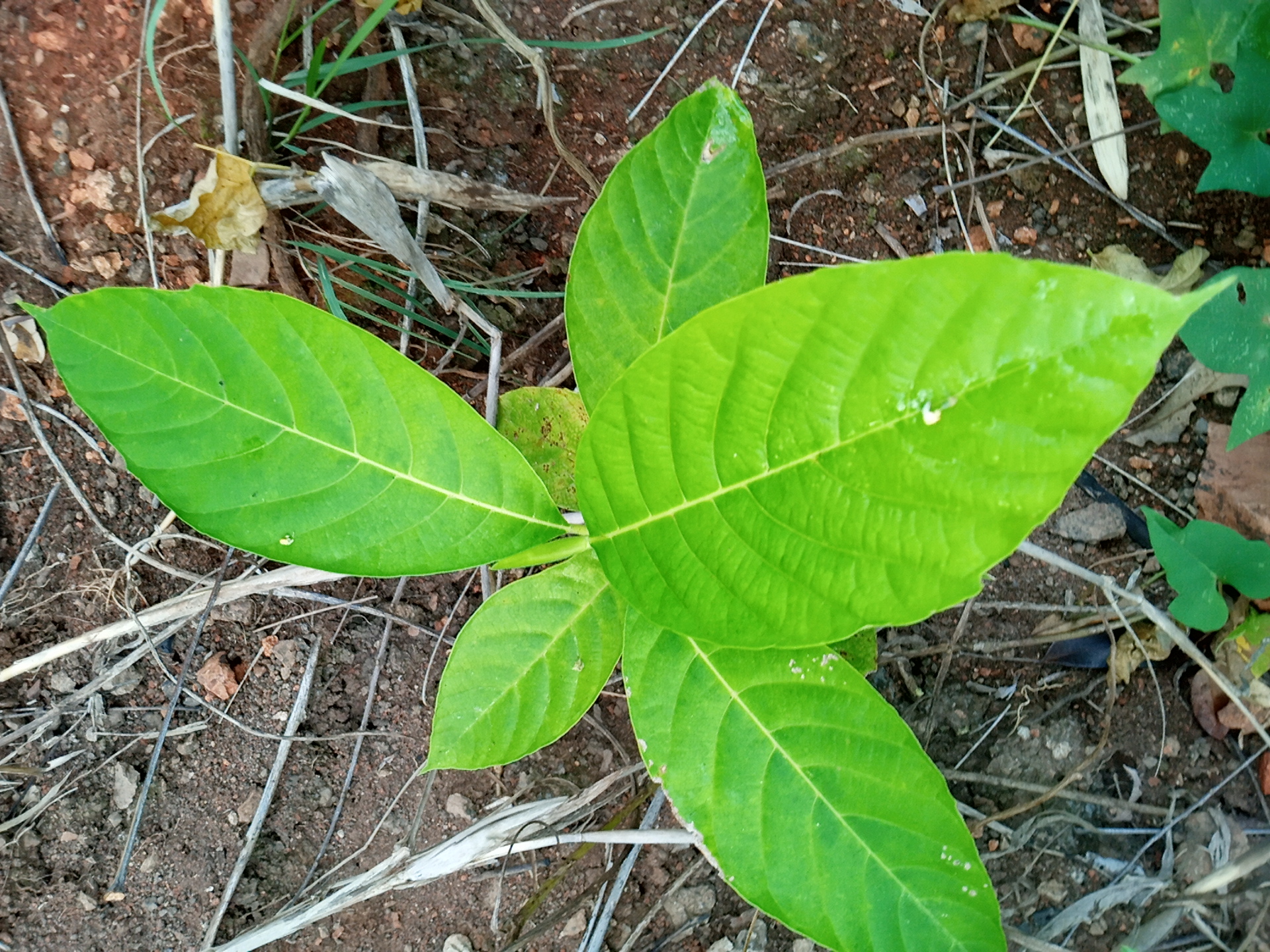 seedling