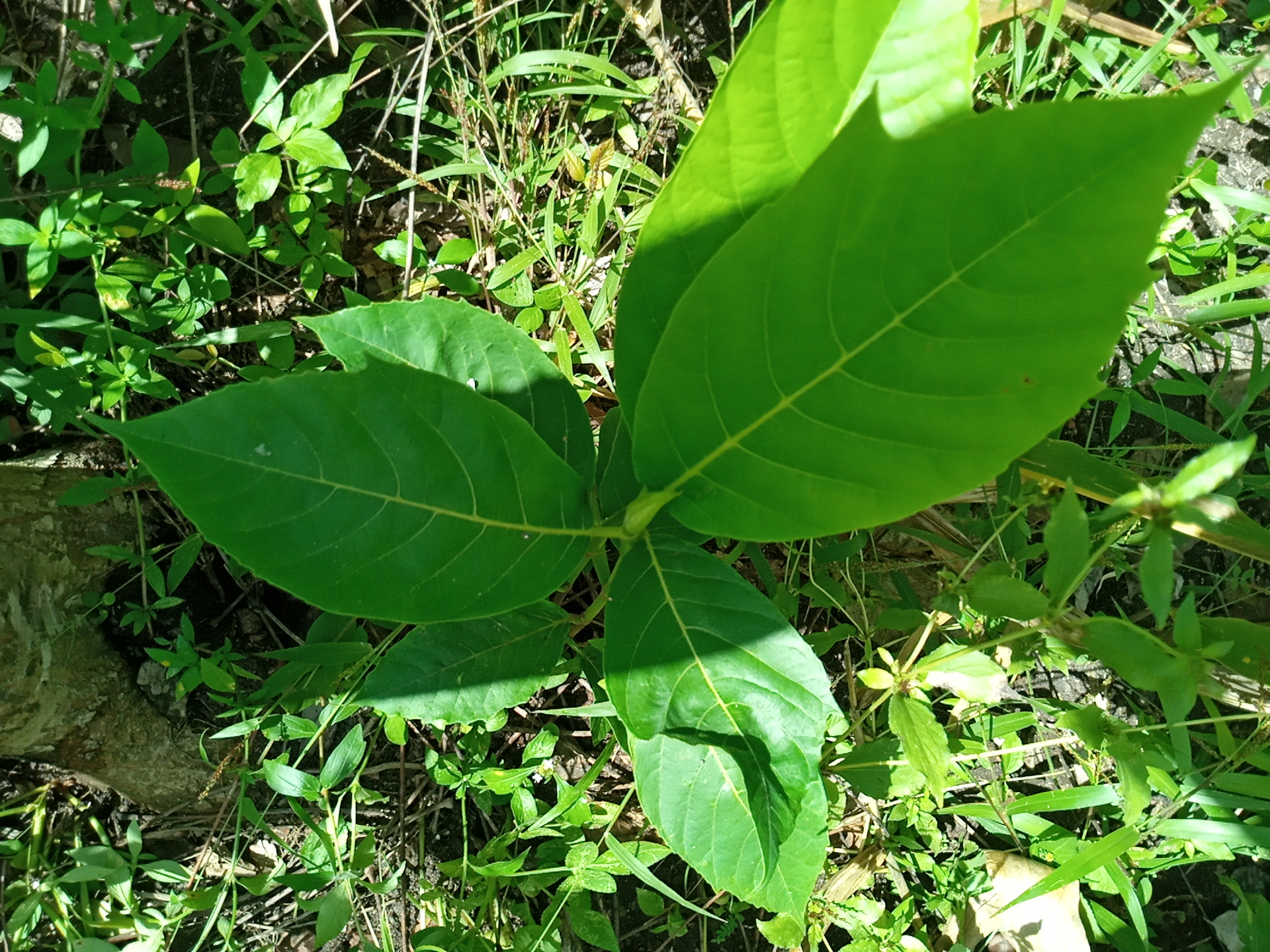 seedling