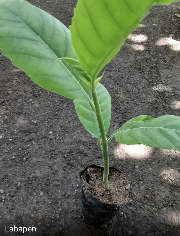 seedling