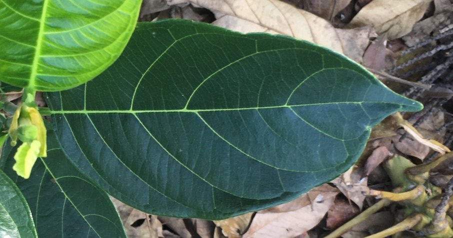 seedling