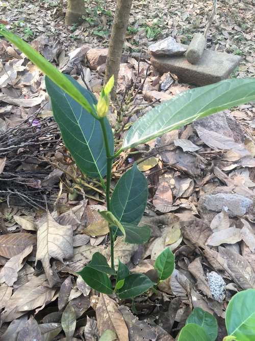 seedling