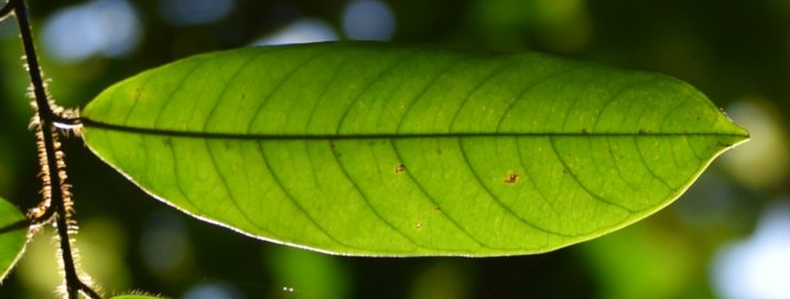 seedling