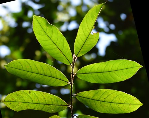 seedling