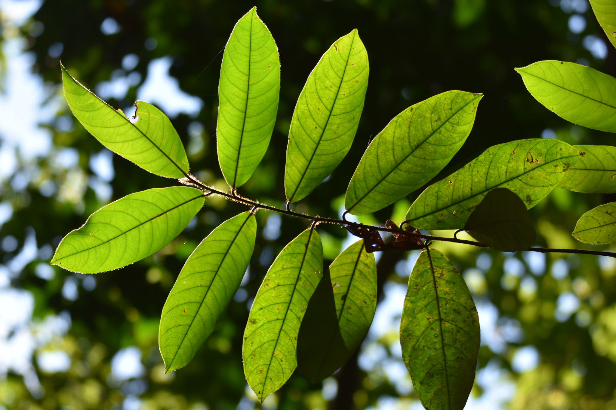 seedling