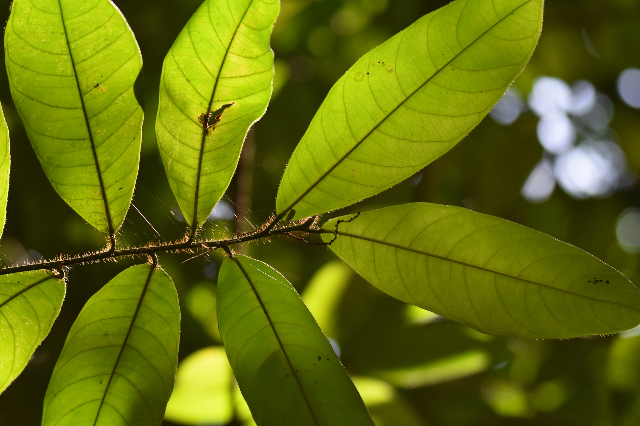 seedling