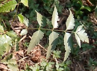 seedling