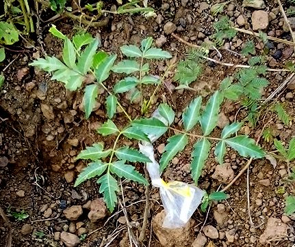 seedling