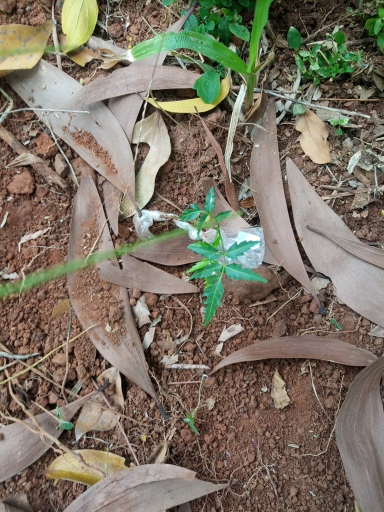 seedling