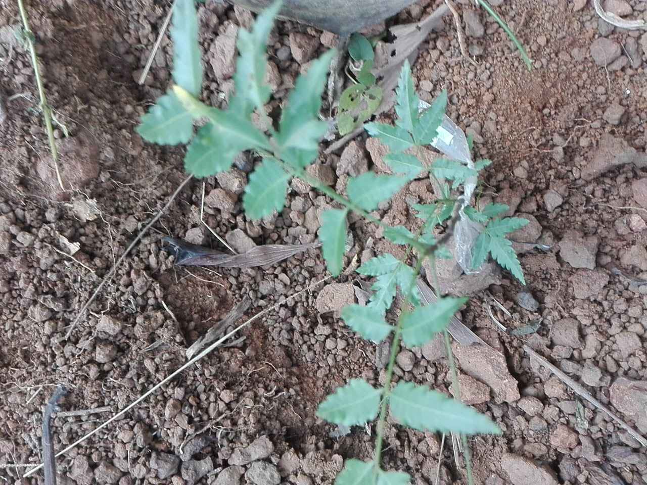 seedling