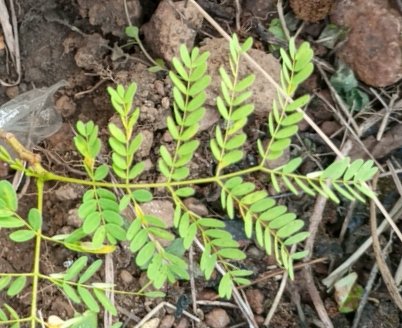 seedling