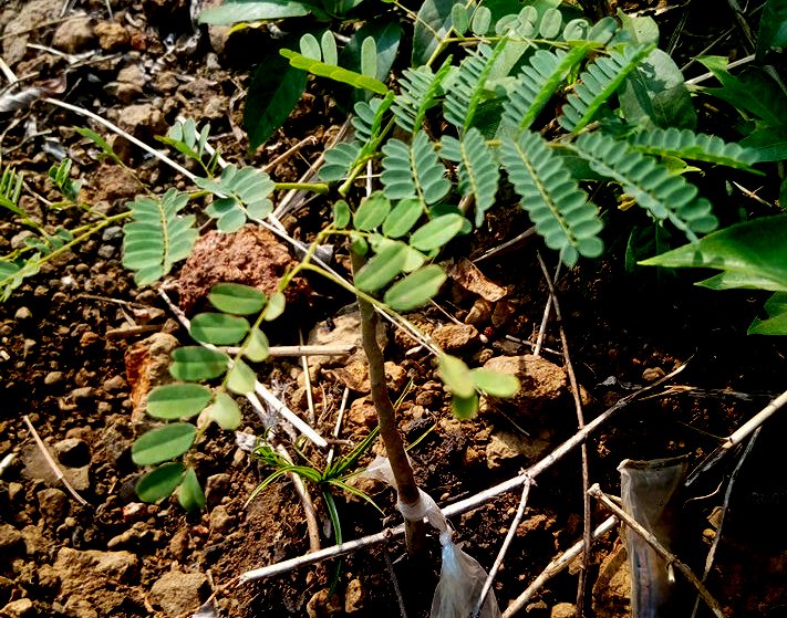 seedling