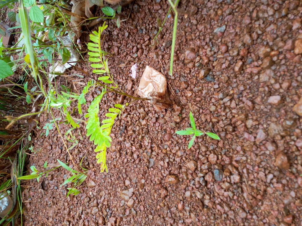 seedling