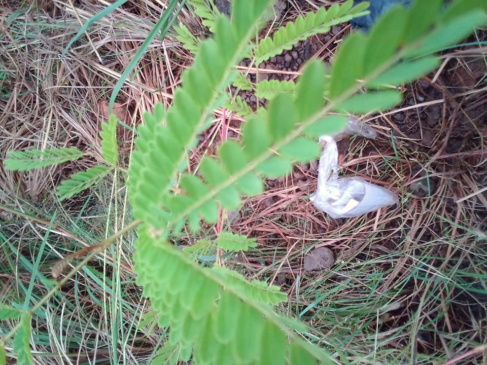 seedling